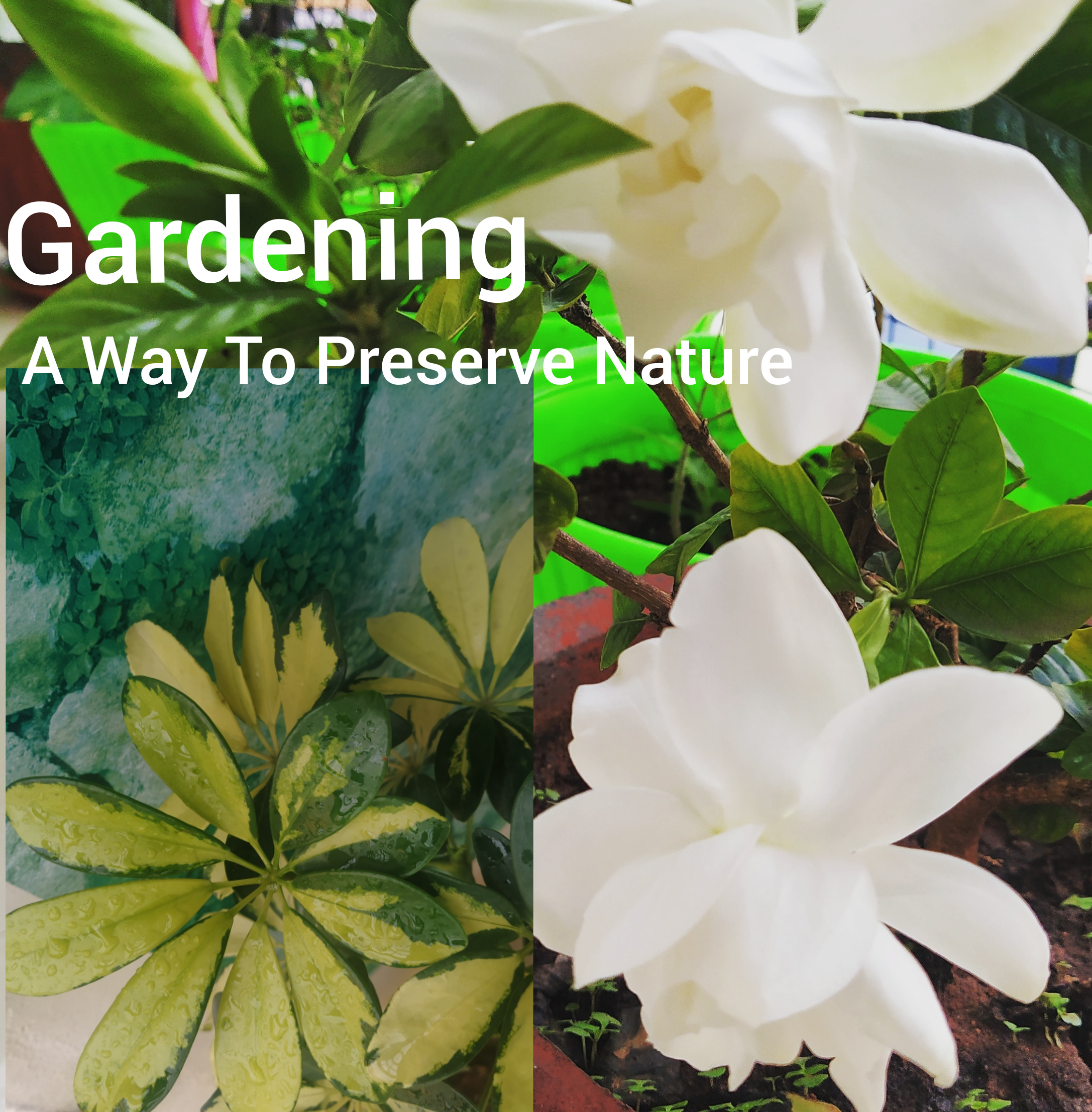 Why We Need To Preserve Nature – Green Contribution – Gardening